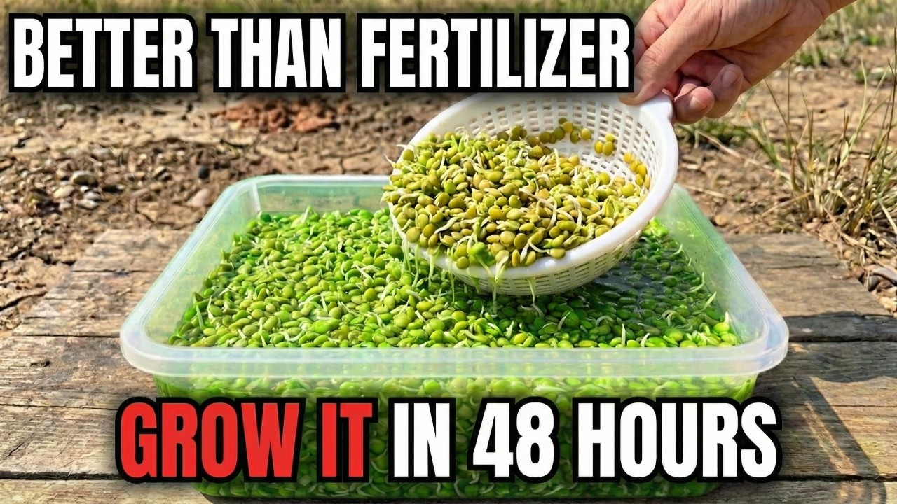 Grow Unlimited Plant Steroids In A Bucket. Doubles Every 48 Hours. The 5 Min Setup.