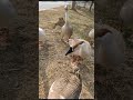 Feeding goose iitguwahatiofficial illumination viral trending shorts birds