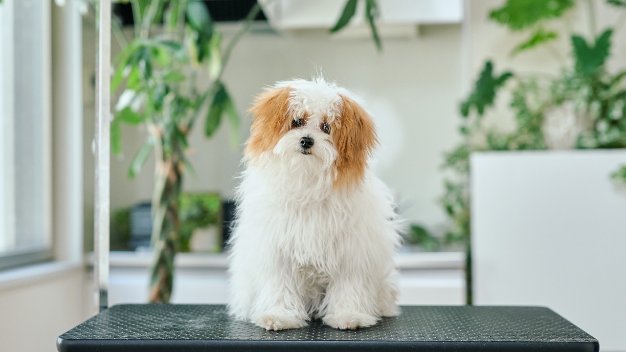 大変身！生後6ヶ月チワプーの子犬がはじめてトリミングしたら