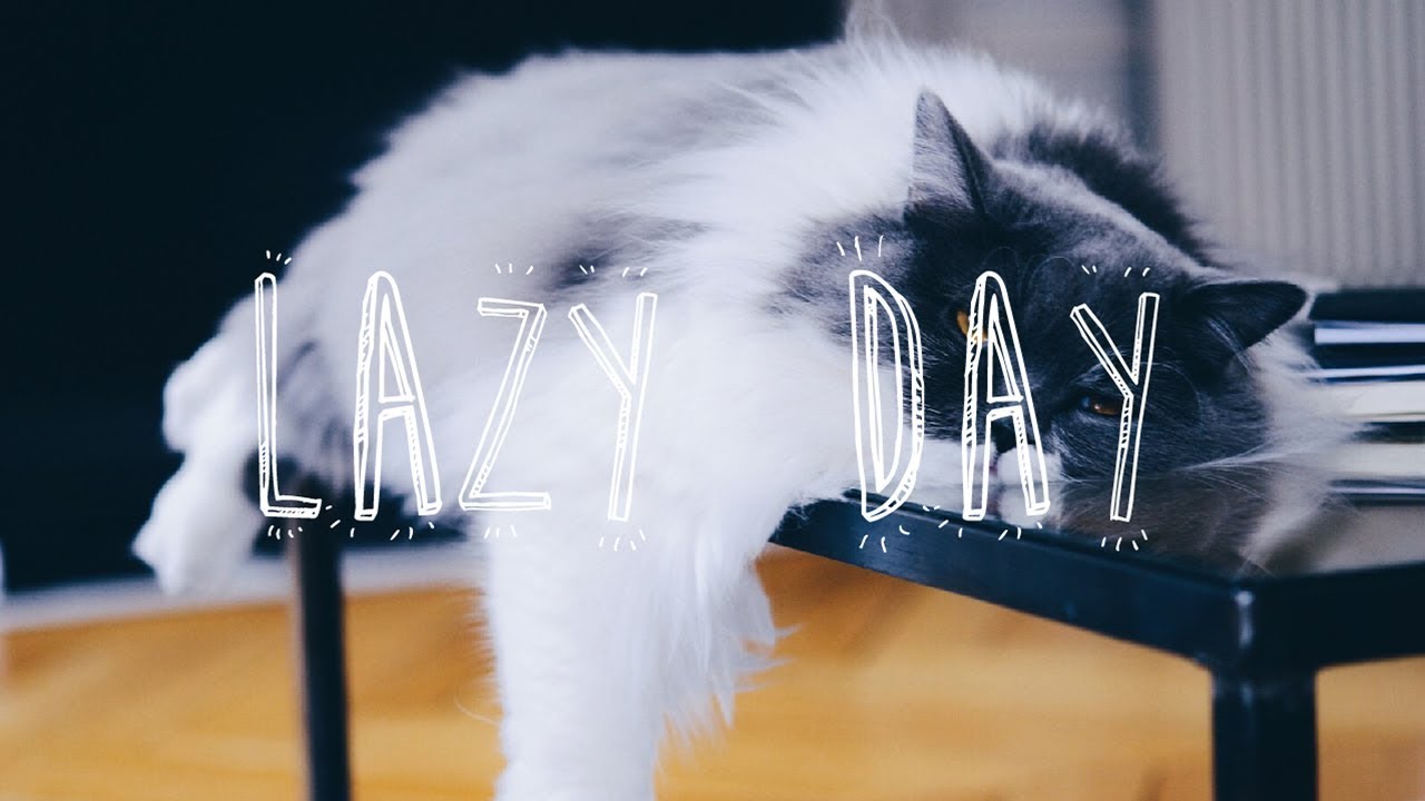 chatone ONLY MILK | My cats, these lazy!!!