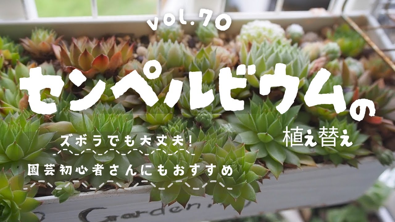 多肉植物】センペルビウムの寄せ植え vol.70 - YouTube