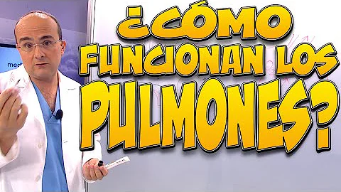 ¿Cuál es la función de los pulmón derecho?