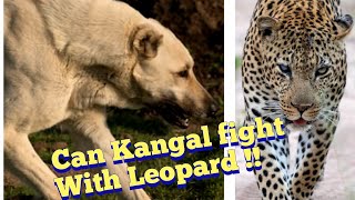 Kangal VS Leopard / can Kangal fight with Leopard! by DOG tubed 1,097 views 7 months ago 1 minute, 53 seconds