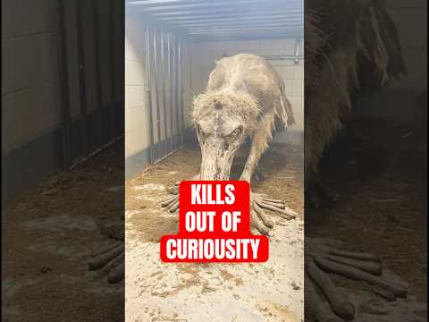 3 DANGEROUSLY CURIOUS Animals That Kill Humans