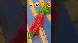 Kish Chijh Ka Phul Hai