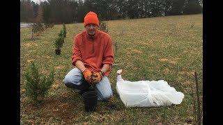 How To Plant A Cheap Evergreen Privacy Hedge