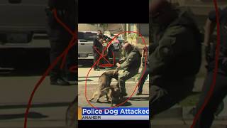 Pitbull attacks Police officers while owner is being arrested! 😳 #fyp #fypシ #viral