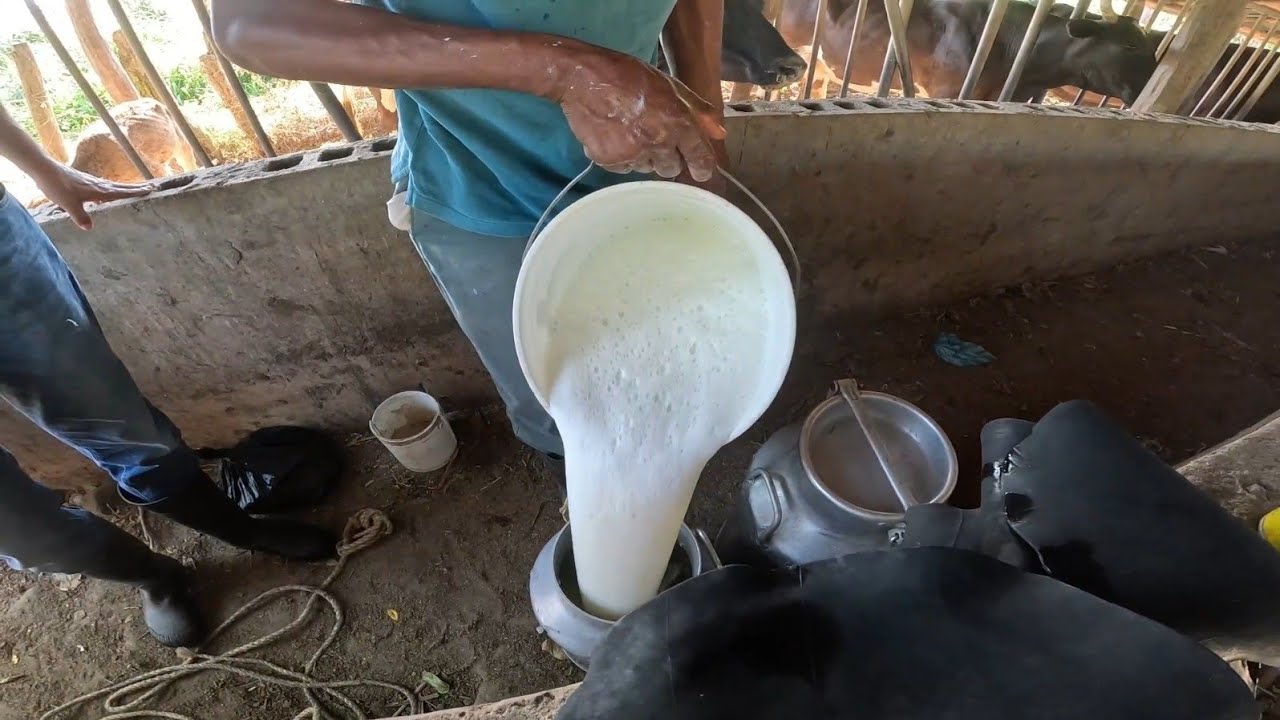 Ordeñando Las Vacas Lecheras De doña Arelis | Recordando la vida del ...