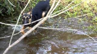 Cachorro Correndo Na Água