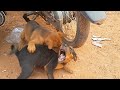 puppy eat and fighting