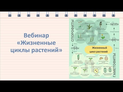 Жизненные циклы растений: теория и практика ЕГЭ. Биология