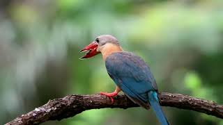 Stork Billed Kingfisher Pelargopsis Capensis