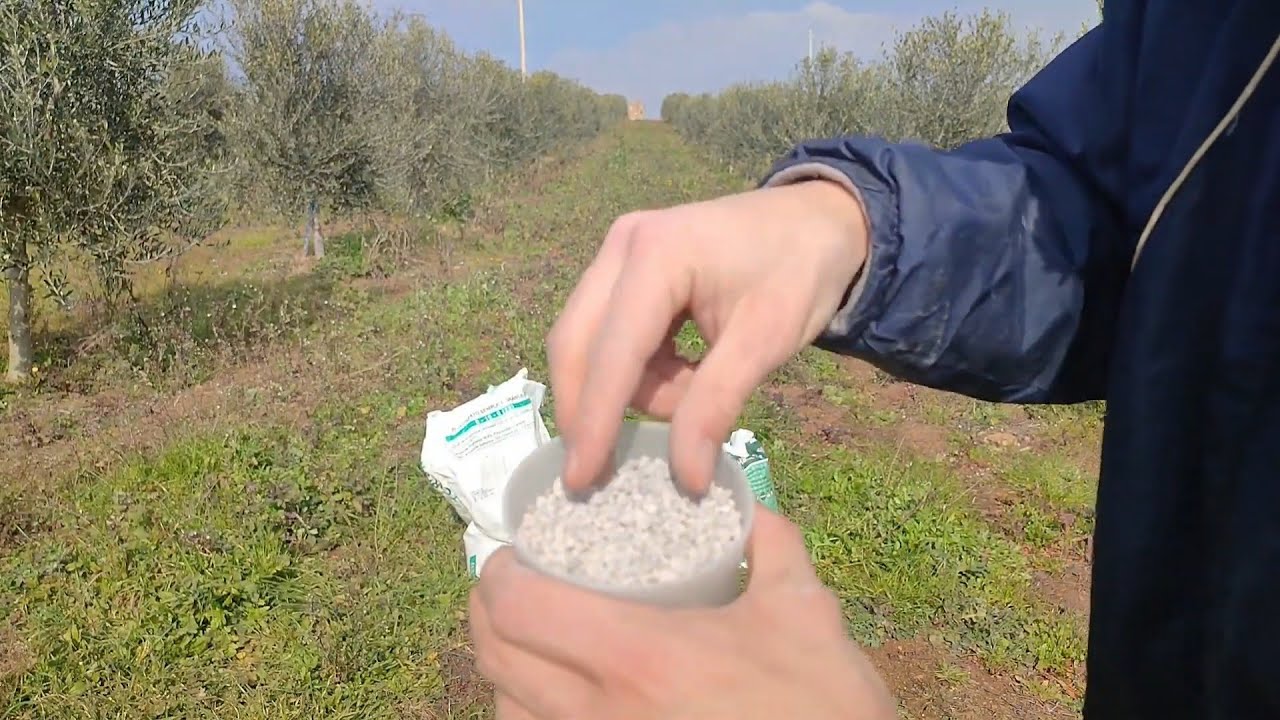 Olivo: Concimazione Invernale Completa - Potassio e Fosforo