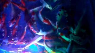 KENG KOI 2.AVI