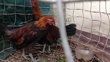 Me nyuam qaib dib zoo nkauj 21/08/2020