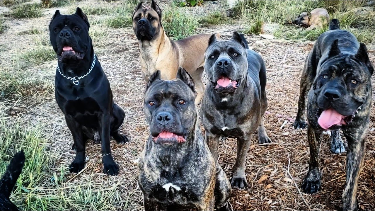 tempo cane corso