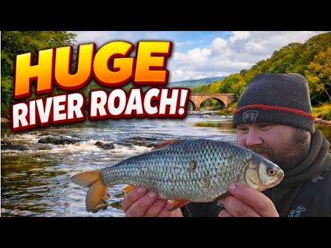 MASSIVE RIVER ROACH AND CHANNEL UPDATE - YouTube