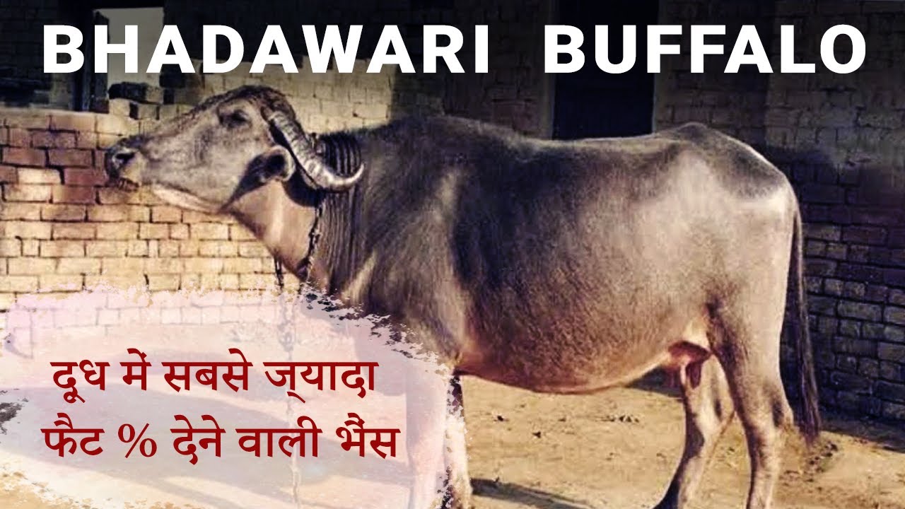 Bhadawari Buffalo | भदावरी भैंस में होती है इतनी खूबियां