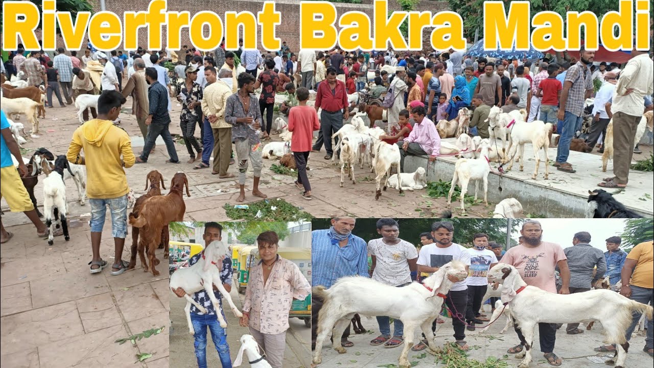 Riverfront Bakra Mandi on Sunday 22 August by Ahmedabad bakara team