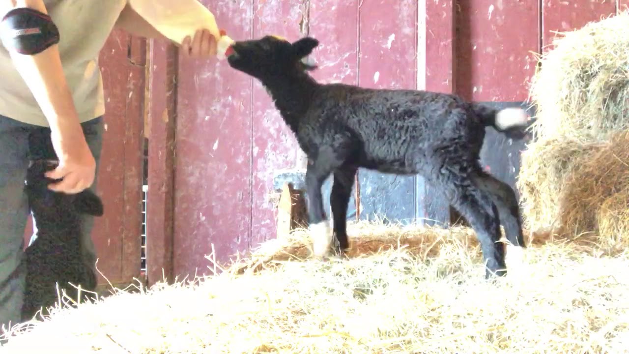 Puppy Spats steals a lambs milk bottle at feeding time YouTube