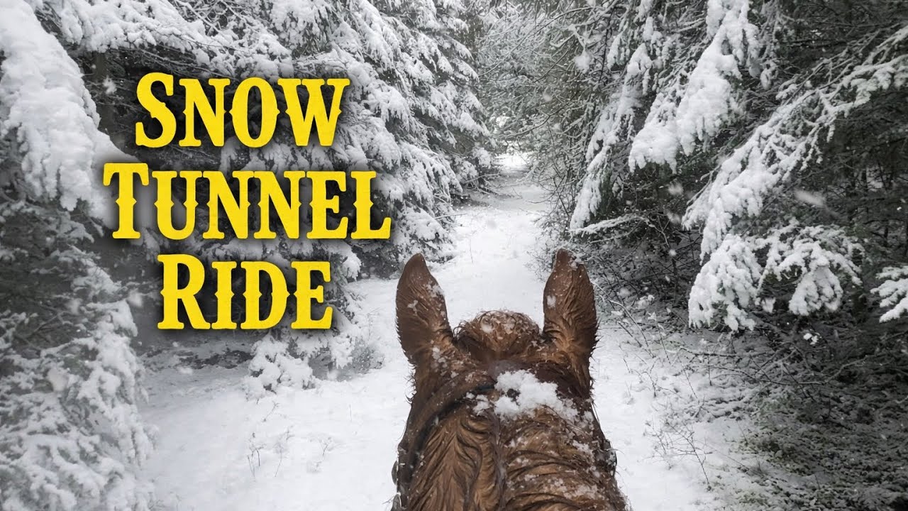 An Unforgettable Winter Trail Ride — ASMR Horseback