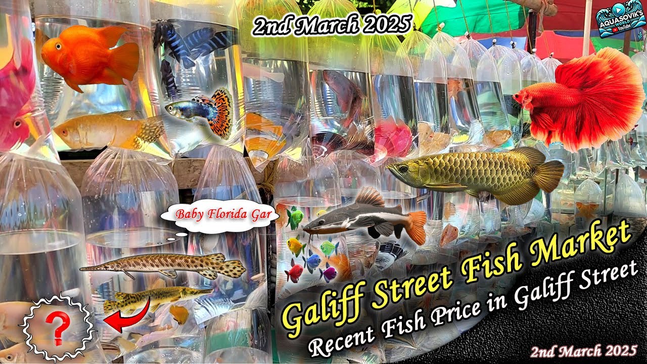 Kolkata Galiff Street Fish Market Recent Video | Recent Fish Price In Galiff Street | 02.03.2025