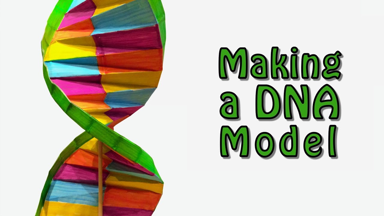 dna model presentation