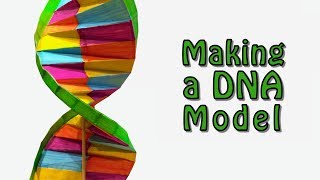 Making a DNA Model