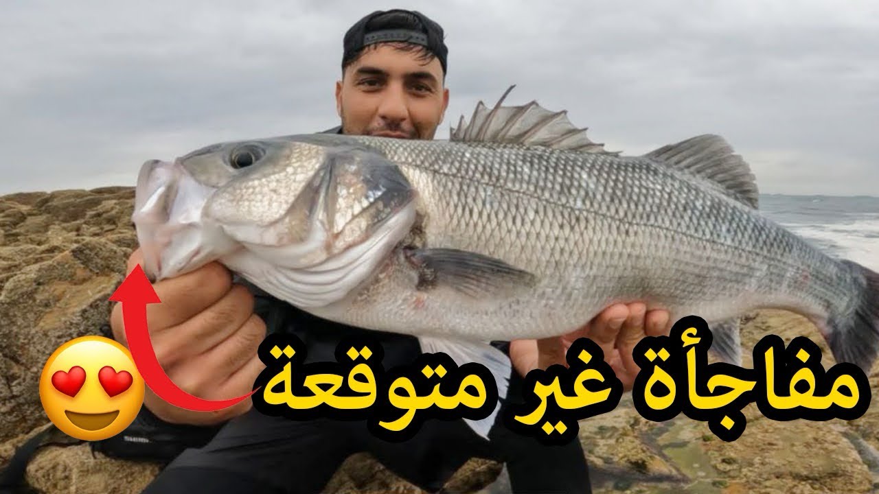صيد سمك درعي في فصل الربيع بالمغرب:نصائح وتقنيات فعالة  #fishing #seabass #fish #spinning 💯🛑💥