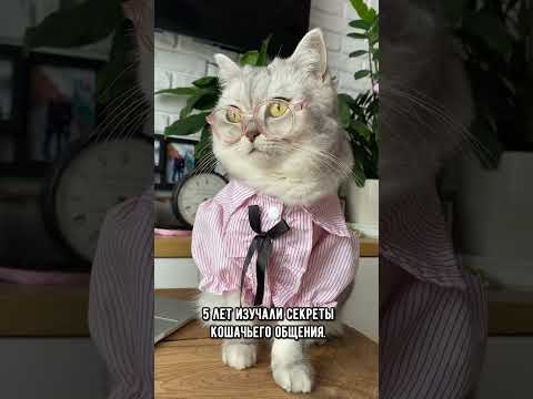Могут ли кошки ругаться матом. Удивительные выводы исследователей #коты #котики #кот