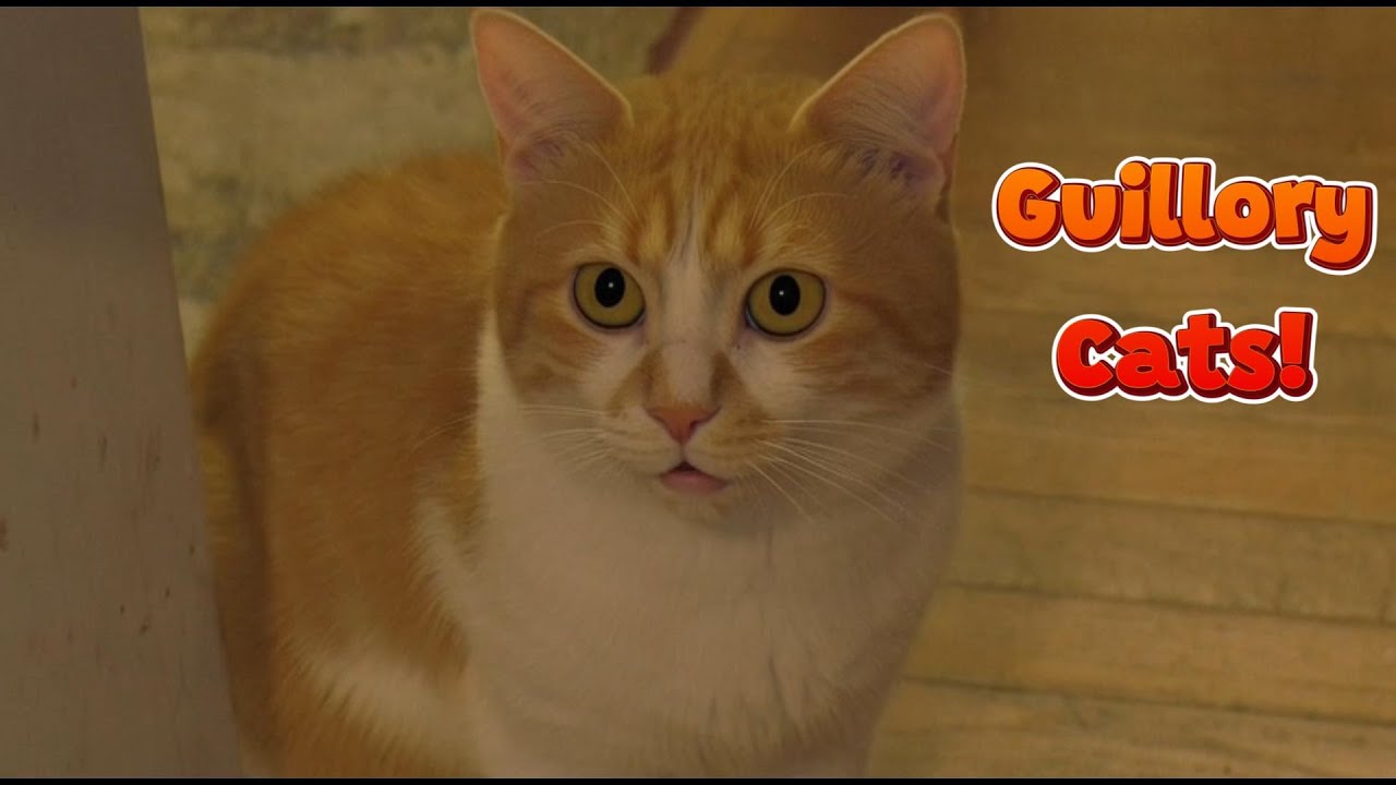 Чем занимаются коты Гиллори в среду? 😻