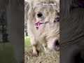 Donate now to brush a cow