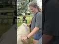 Donate now to brush a cow