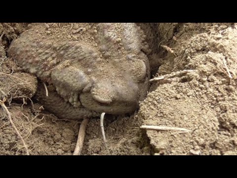 Il rospo nell'orto - YouTube