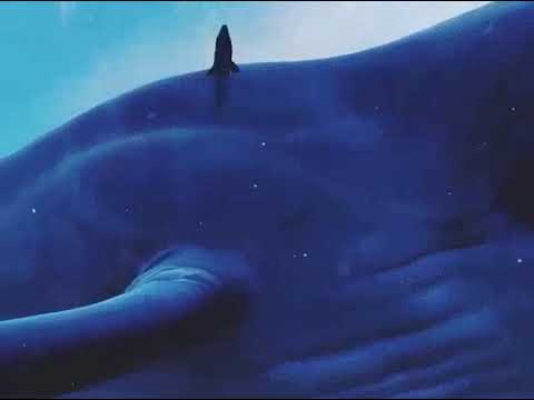 سعود ال جمعة سورة القلم 