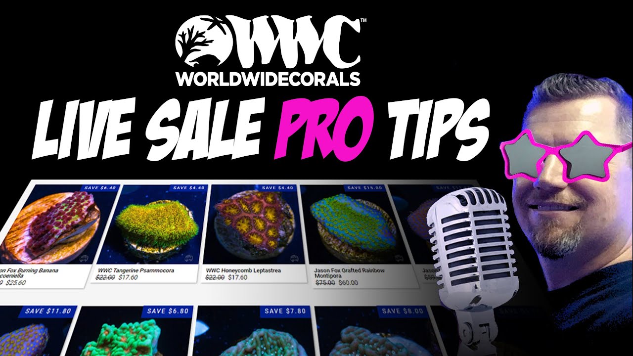 How To Live Sale World Wide Corals YouTube How to live sale world wide corals youtube