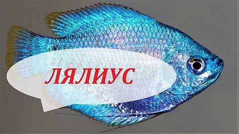 Лялиус в аквариуме. Содержание, размножение, чем кормить и совместимость Colisa lalia.