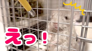はじめてひとりでお水を飲んでビックリしちゃったチンチラの赤ちゃんが可愛すぎる！！【チンチラ赤ちゃん日記　その22】Chinchilla's Baby Diary 22