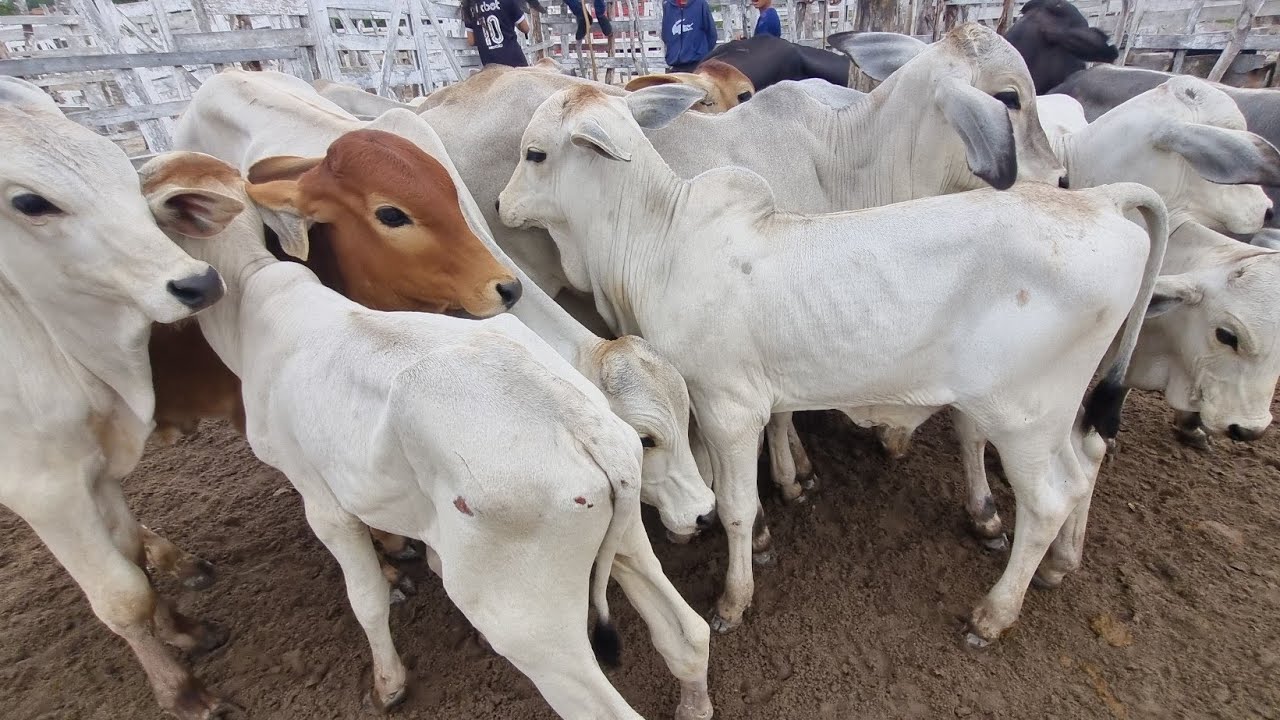 Feira de gado em jupi-Pe 01-03-2026 bezerrada extra 
