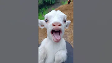 يا غنماتي انتو حياتي ياغنماتي ماع ماع خروف العيد Oh My Sheep 
