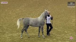 N 57 SHARARA UMM ALUDHAM   9th Qatar Peninsula AHS for Individual Owners 2024   Fillies 2 Years Old