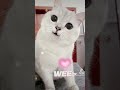smilecat Wee video