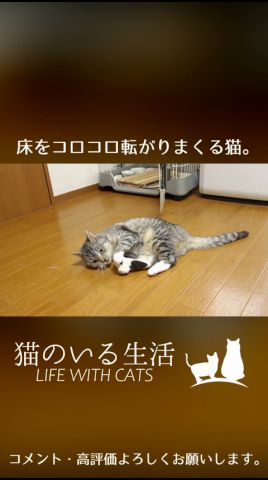 床をコロコロ転がりまくる猫。 #Shorts
