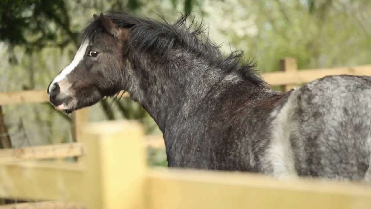 Pen Y Bryn Animal Sanctuary 2026