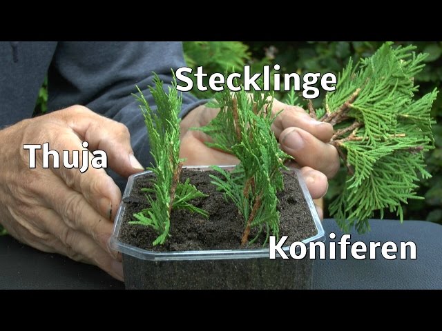 Thuja Stecklinge von Koniferen ganz einfach vermehren zeigt der Grtner -  YouTube
