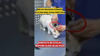 Kenapa Kucing Diam Saat Tengkuknya Dijepit