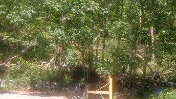 Canadian size structure made by Bigfoot Sasquatch the size of tree