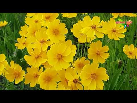 Video Những hình ảnh thiên nhiên tươi đẹp - Phần 1 (HD) - youtube