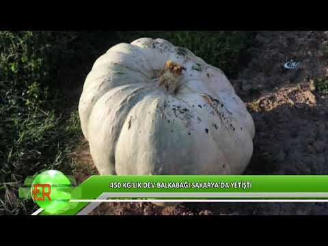 Sakarya’da 450 kg’lık dev bal kabağı yetişti