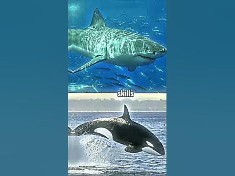 great white shark vs killer whale(orca) |#1v1 #edit #animals - YouTube